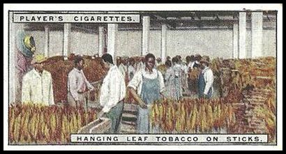 19 Hanging Leaf Tobacco on Sticks